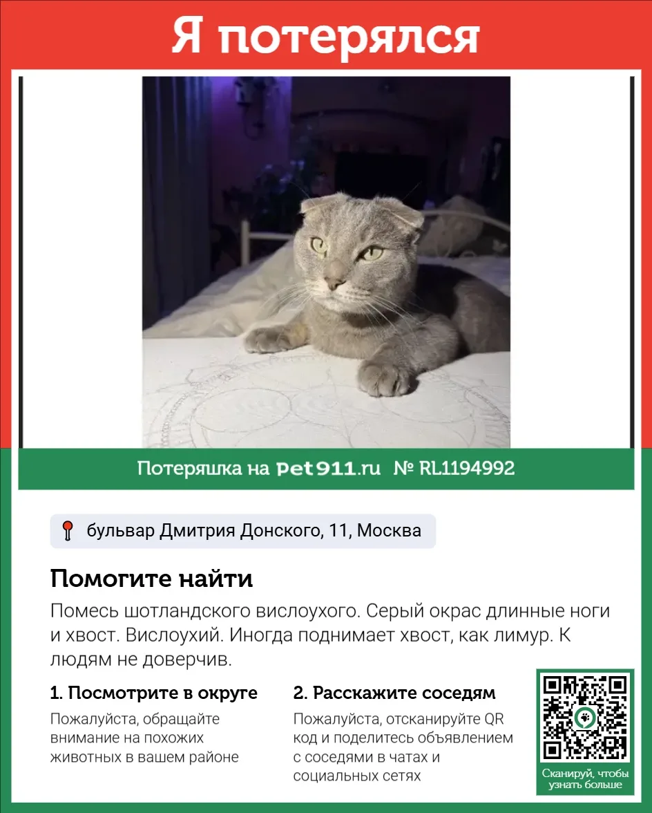 Найдена кошка в Видном — фото питомца
