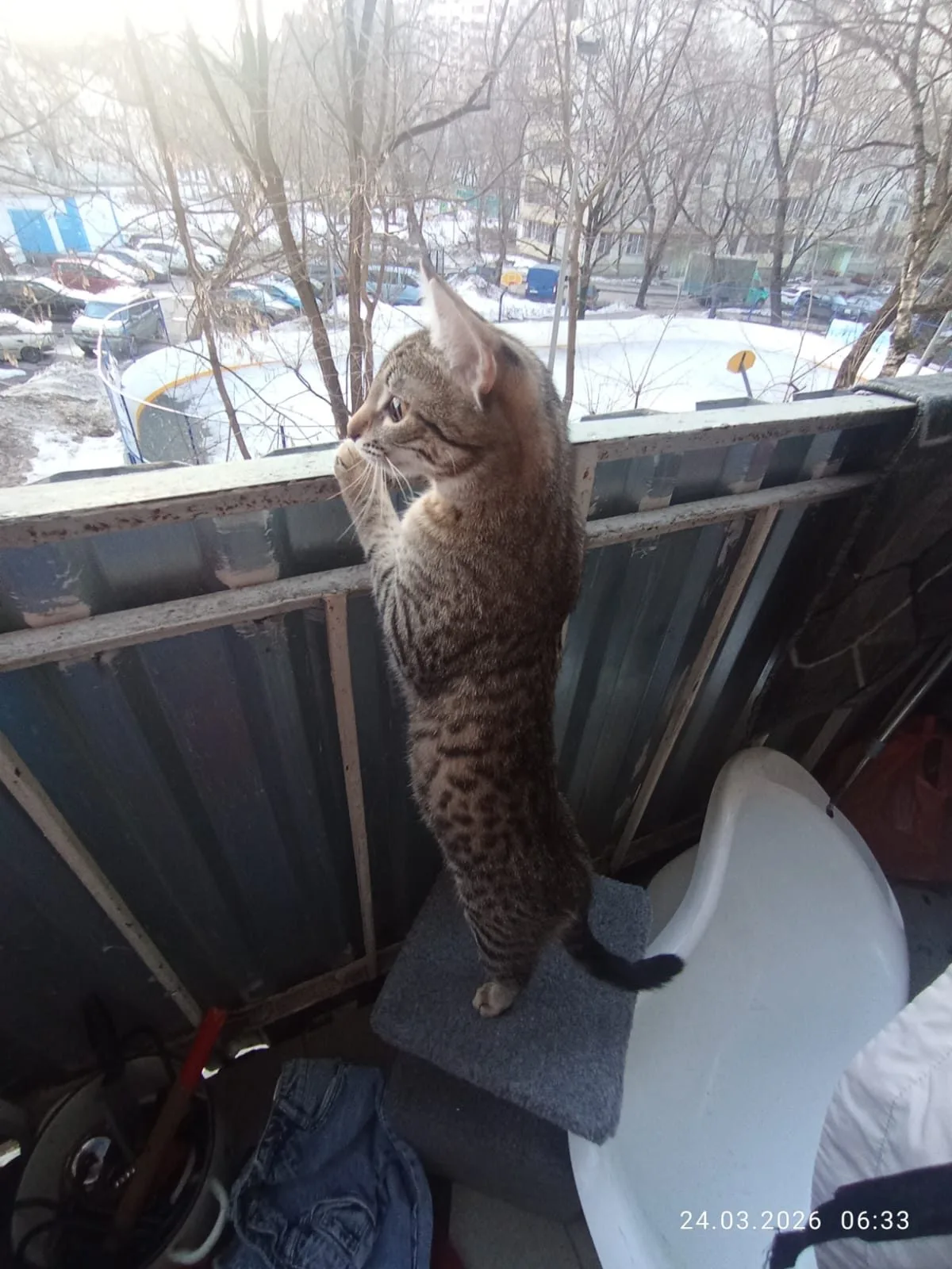 Пропала кошка в Москве — фото питомца