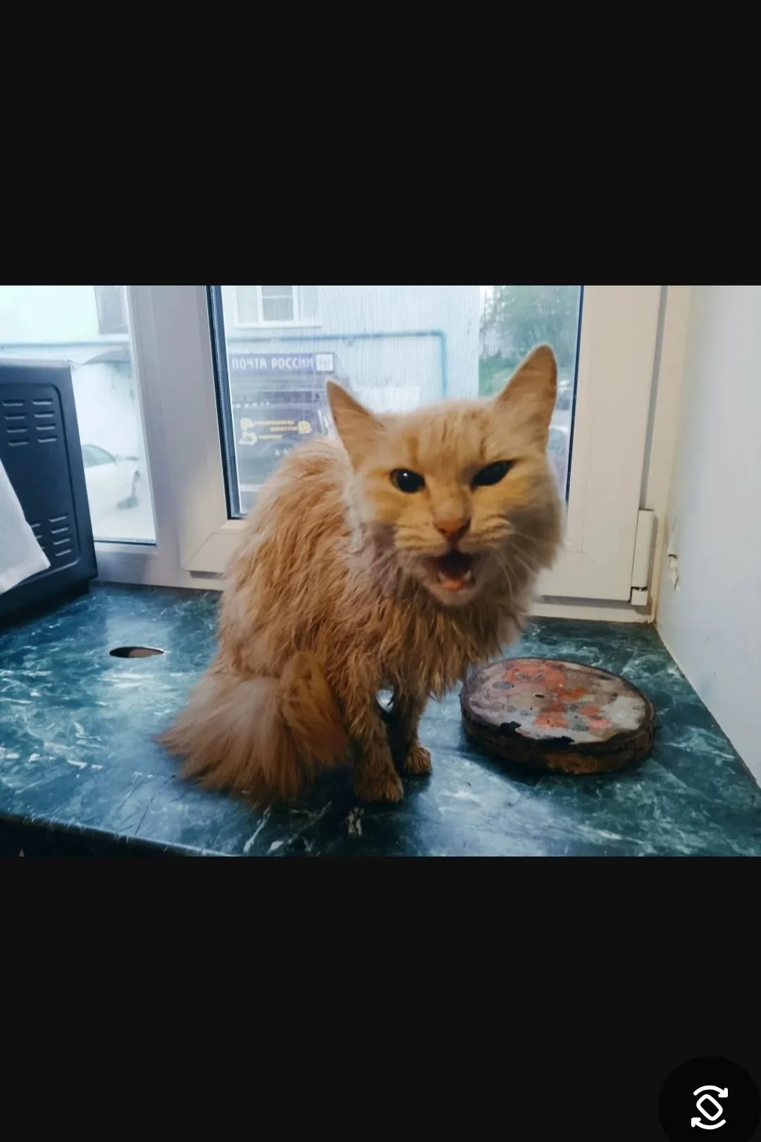 Найдена кошка в Мурманске — фото питомца