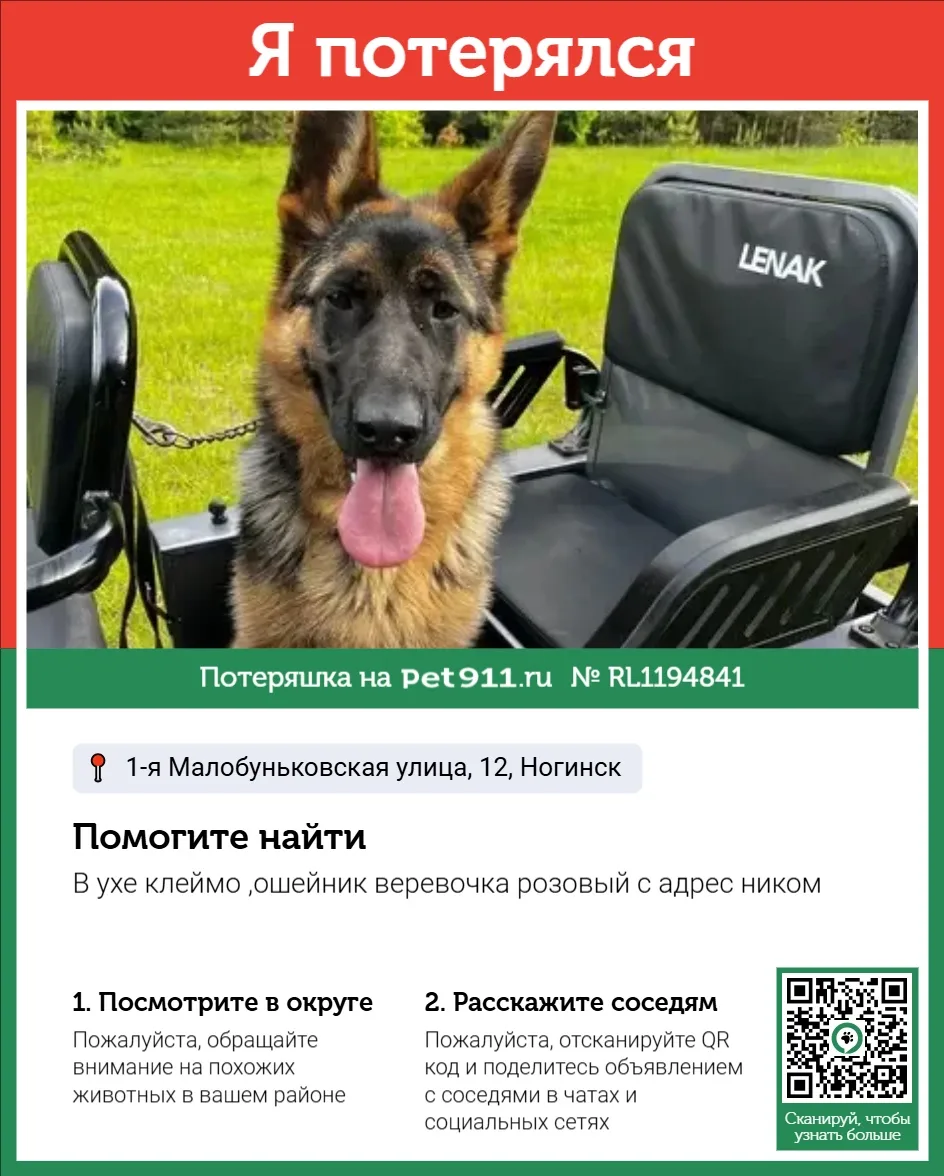 Найдена собака в Реутове — фото питомца