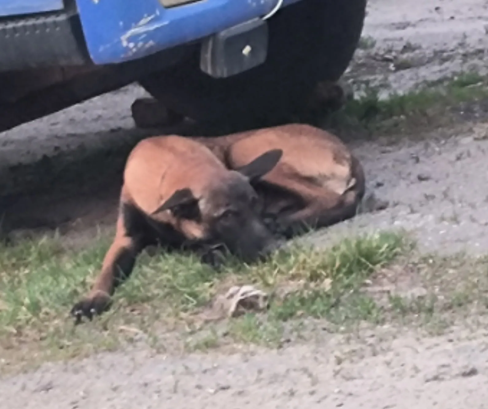 Найдена собака в Воронеже — фото питомца
