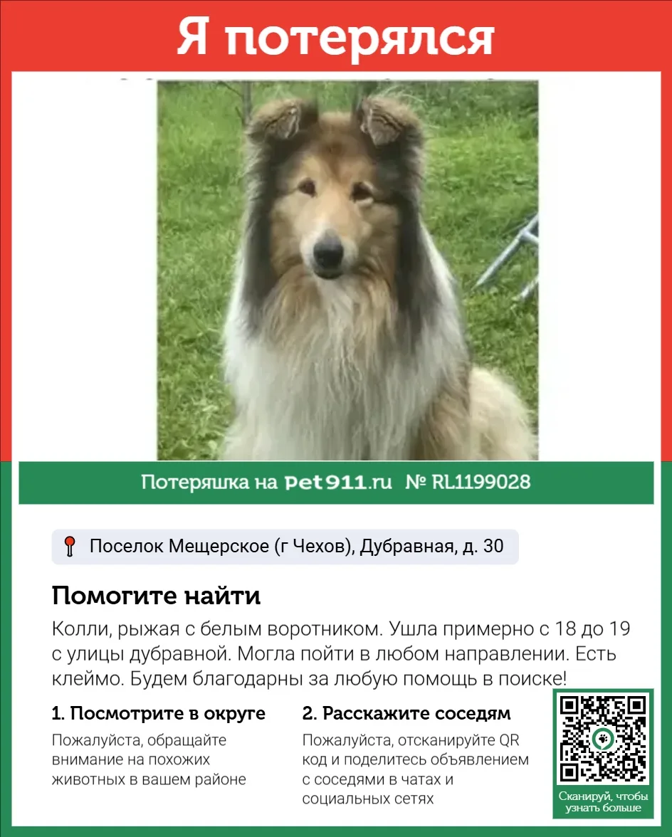 Найдена собака в Реутове — фото питомца