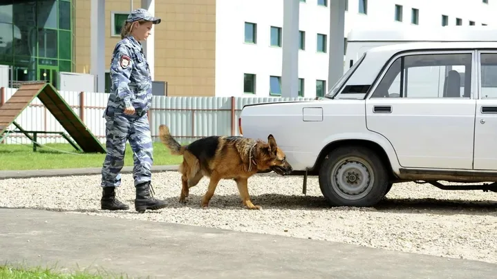 Найдена собака в Ногинске — фото питомца