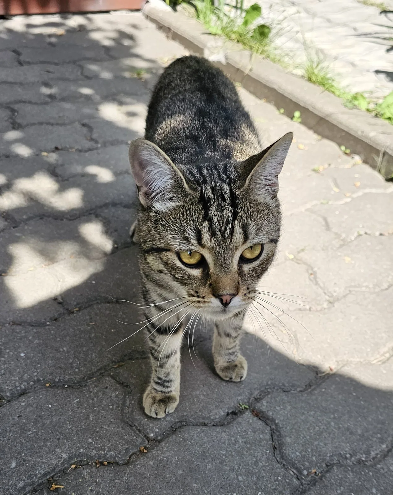 Найдена кошка в Туле — фото питомца