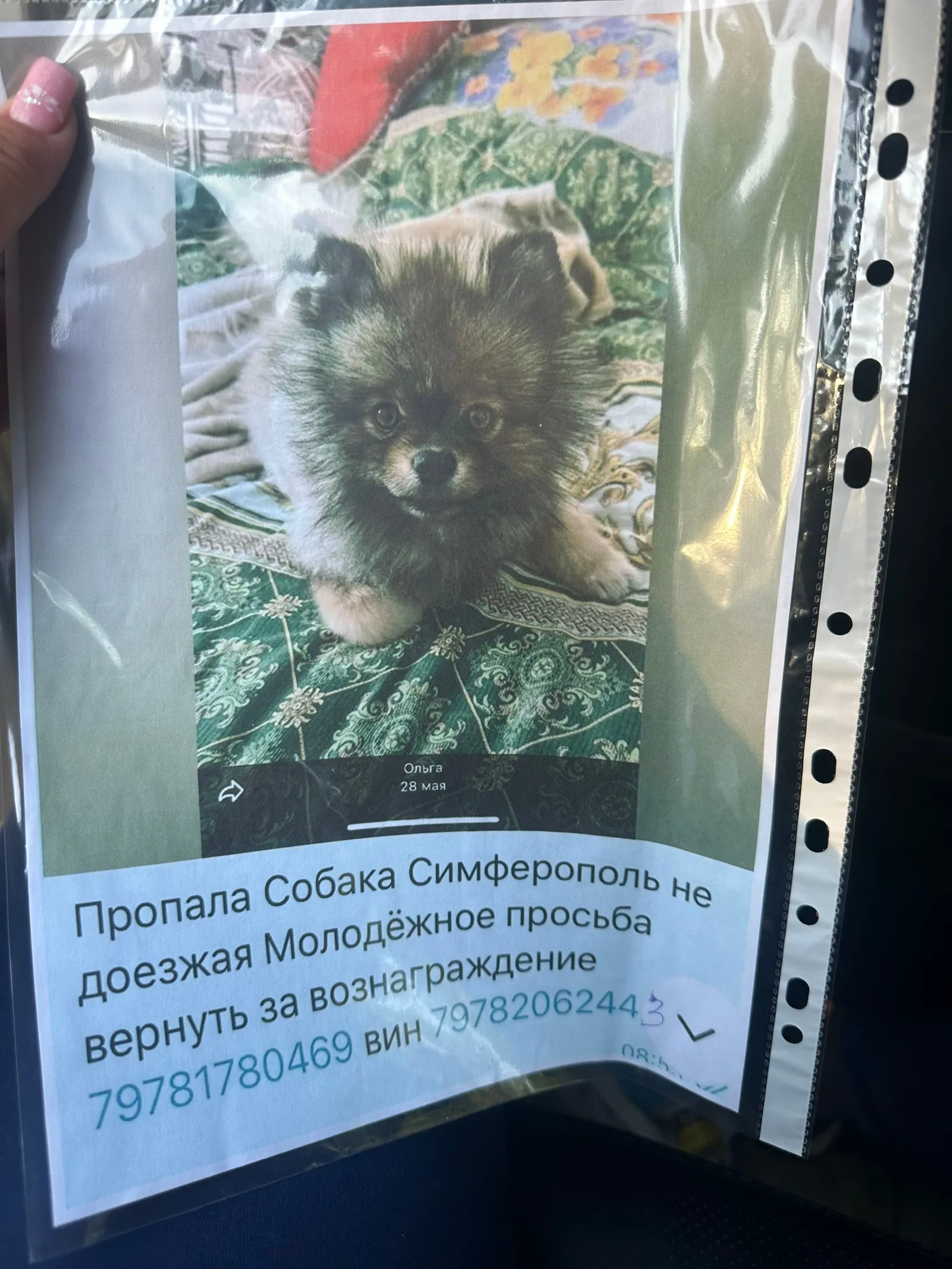 Объявление о питомце в Симферополе — фото питомца