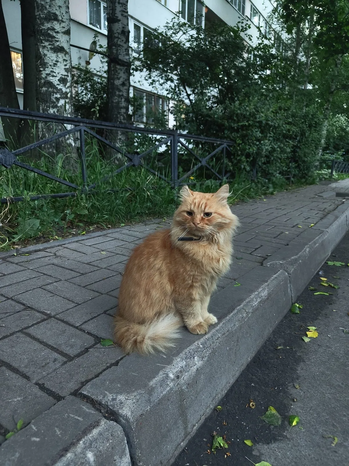 Найдена кошка в Санкт-Петербурге — фото питомца