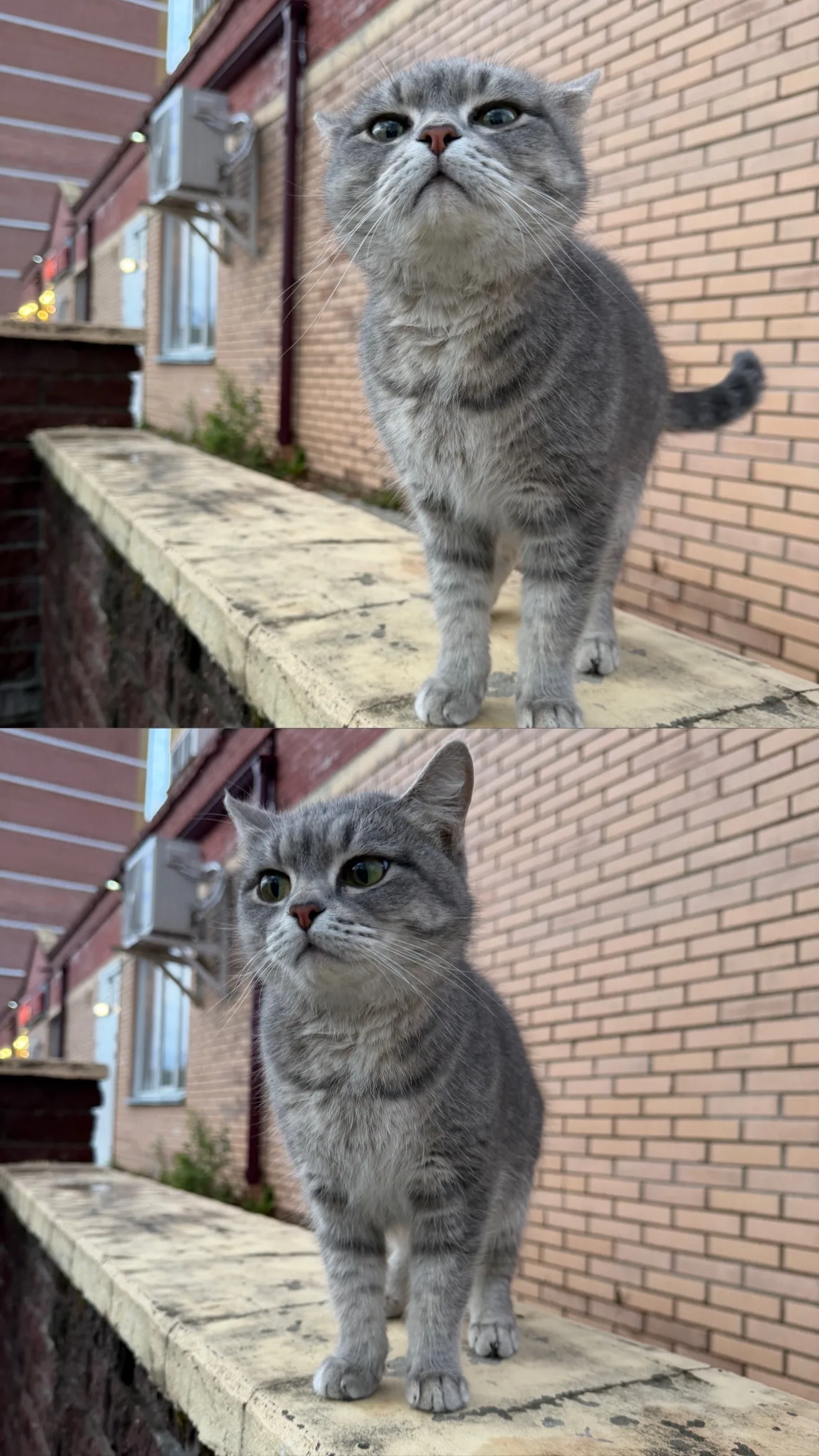 Объявление о питомце в Сургуте — фото питомца