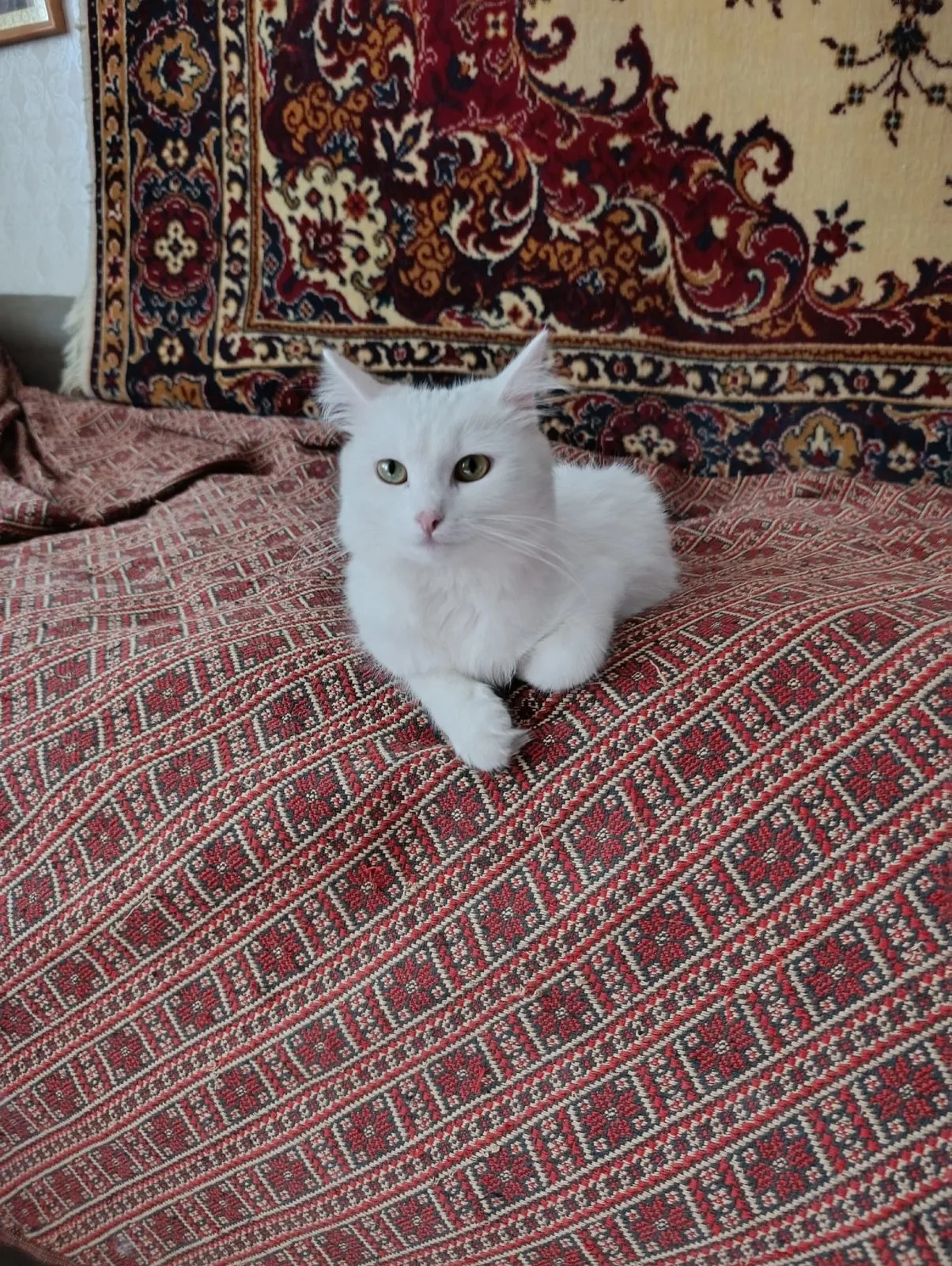 Пропала кошка в Уфе — фото питомца