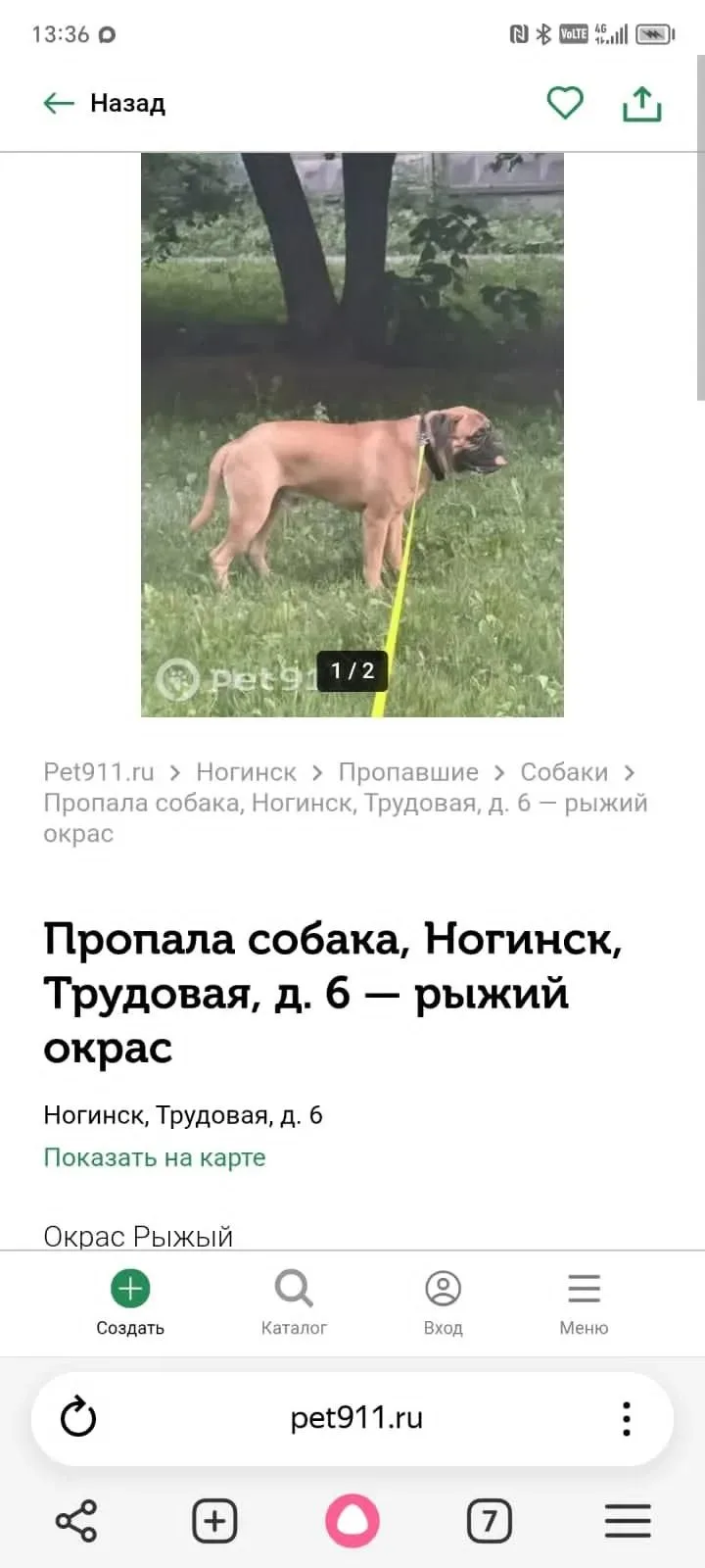 Пропала собака в Ногинске — фото питомца