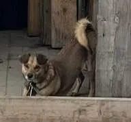 Пропала собака в Омске — фото питомца