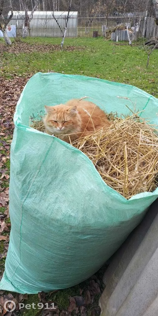 Найдена кошка в Иванове — фото питомца