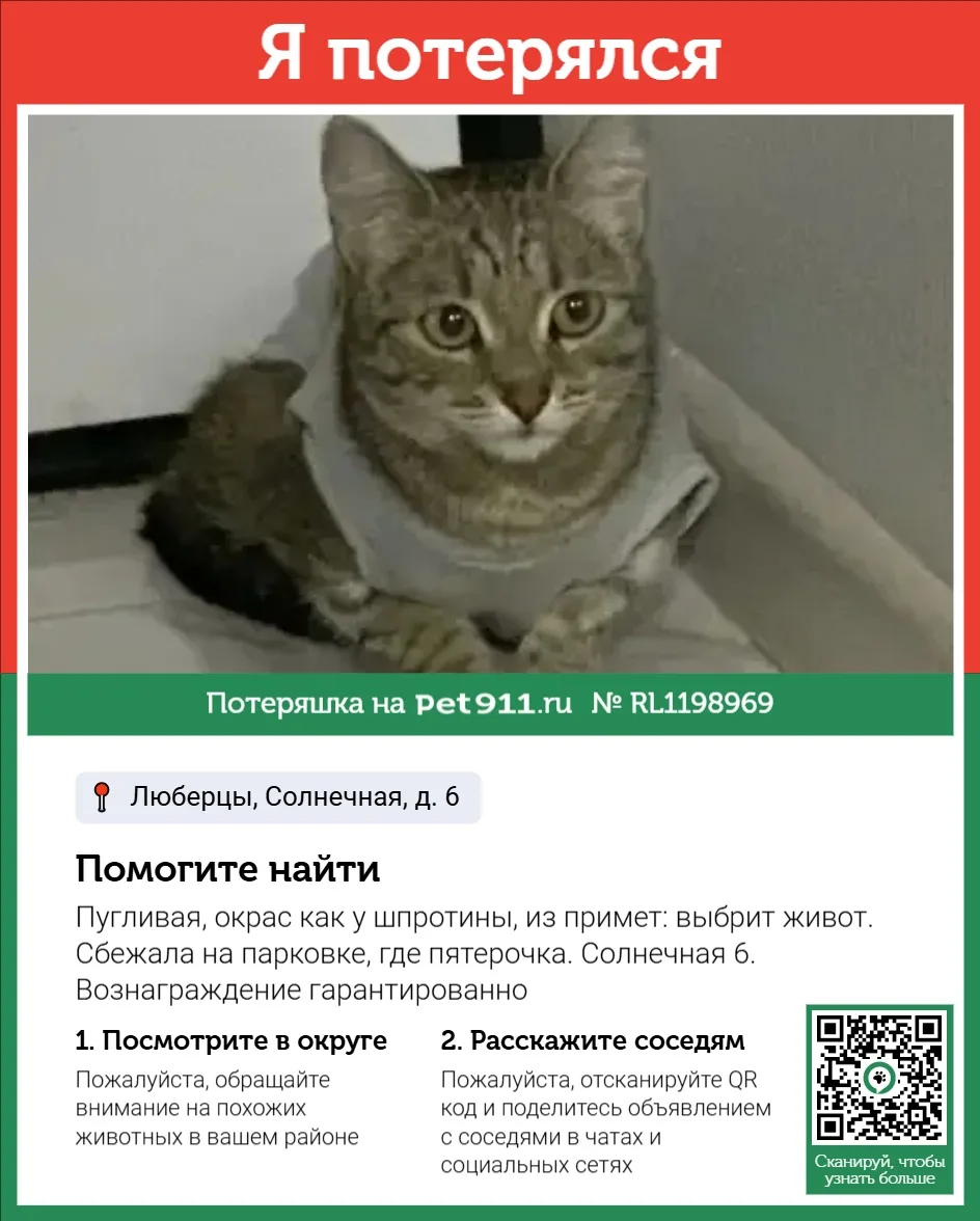 Найдена кошка в Майкопе — фото питомца