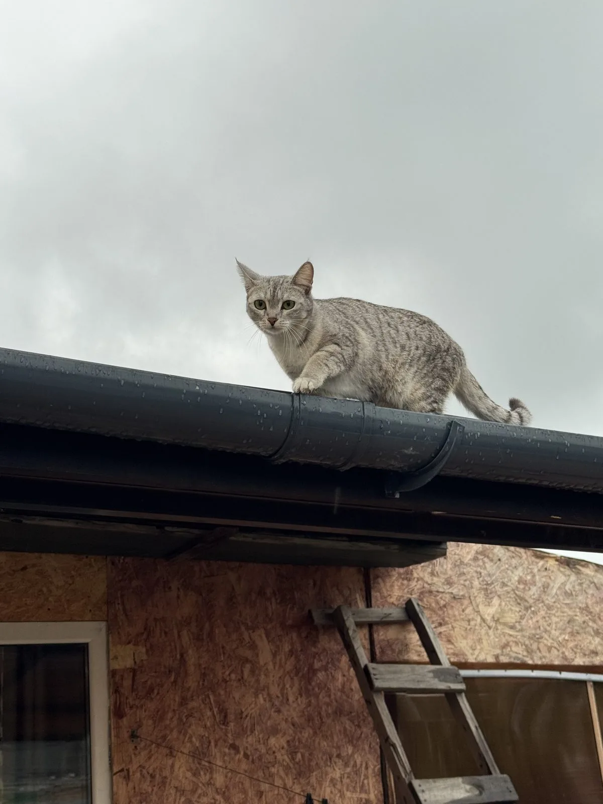 Пропала кошка в Омске — фото питомца