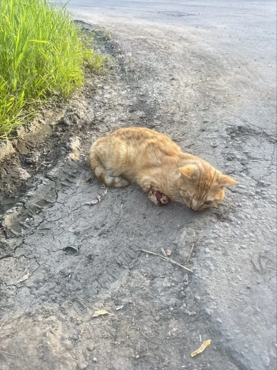 Найдена кошка в Подольске — фото питомца