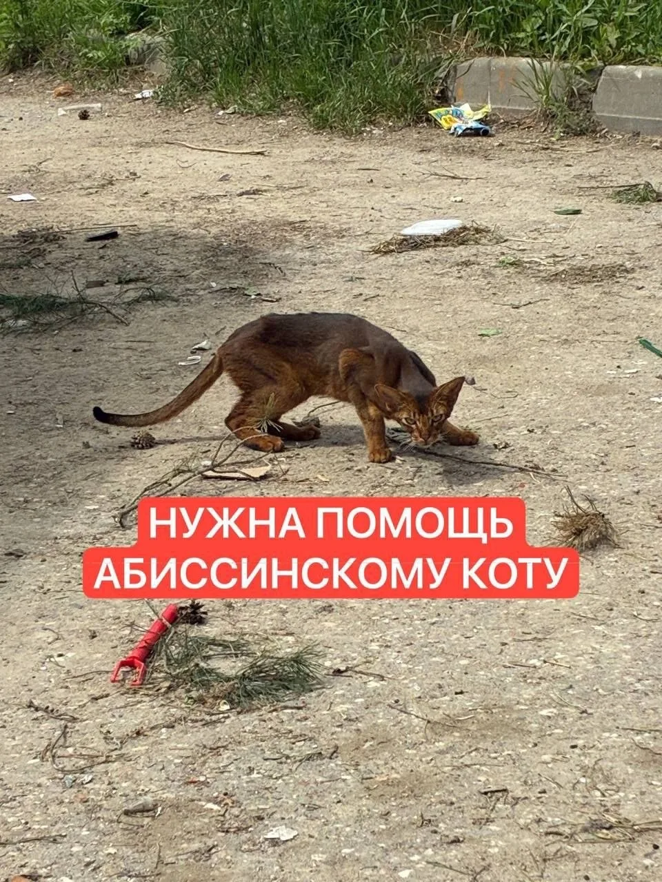 Найдена кошка в Рузе — фото питомца