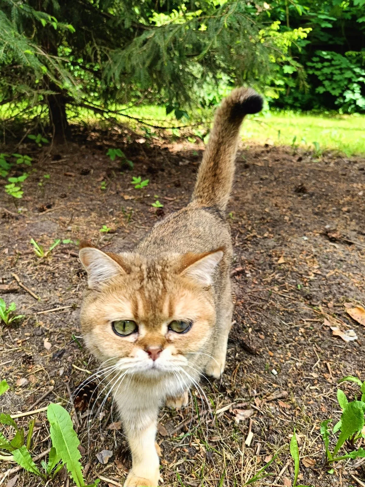 Пропала кошка в Раменском — фото питомца