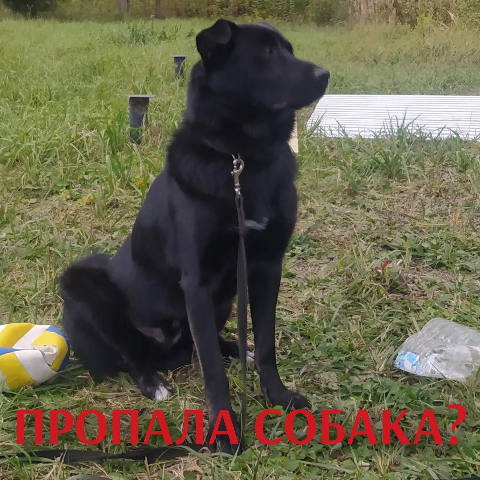 Найдена собака в Вологде — фото питомца