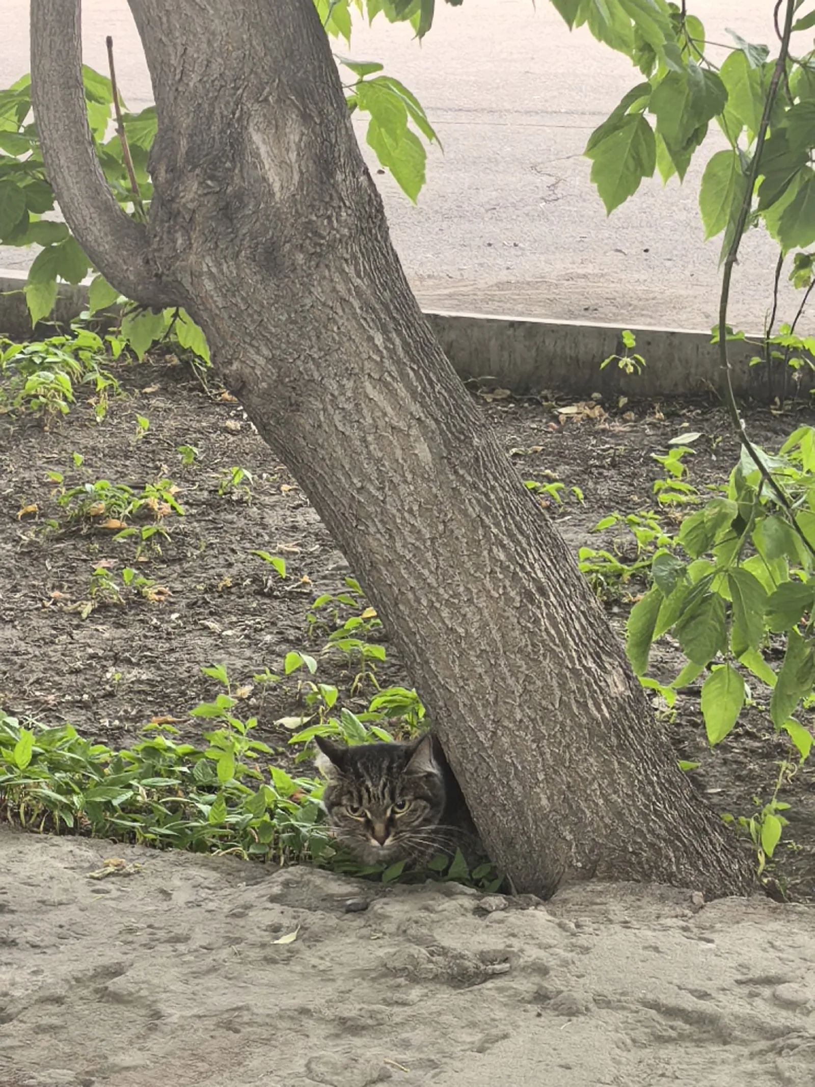 Найдена кошка в Красноярске — фото питомца