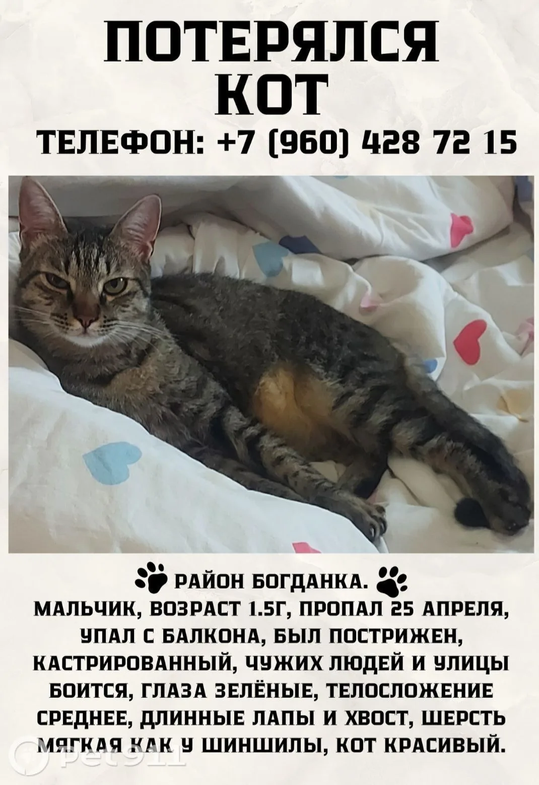 Найдена кошка в Нальчике — фото питомца