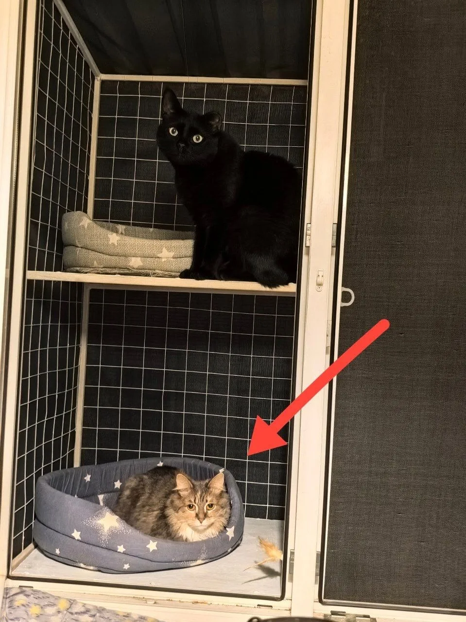 Найдена кошка в Коломне — фото питомца