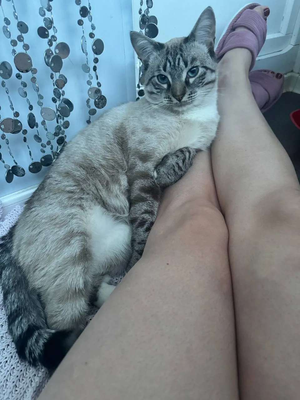 Найдена кошка в Чехове — фото питомца