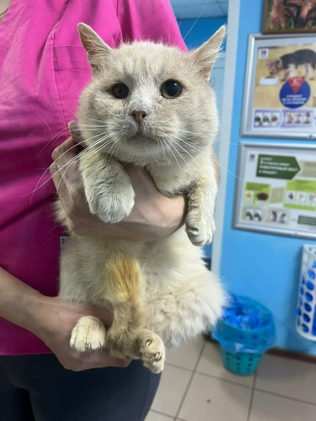 Найдена кошка в Зеленограде — фото питомца