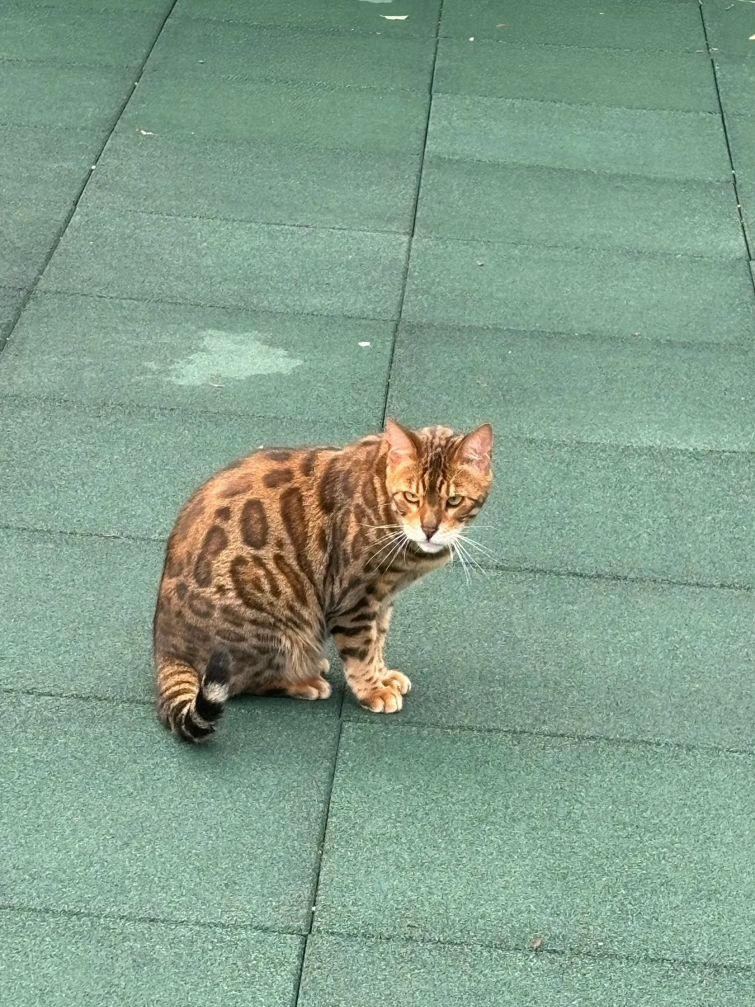 Найдена кошка в Зеленограде — фото питомца