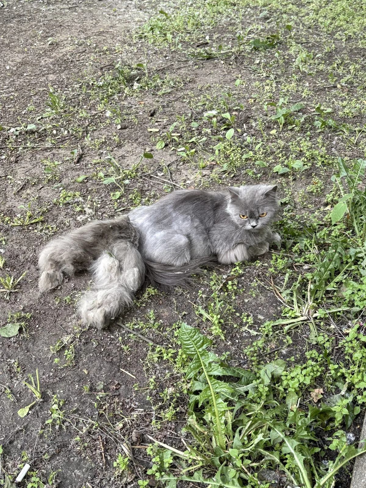 Найдена кошка в Москве — фото питомца