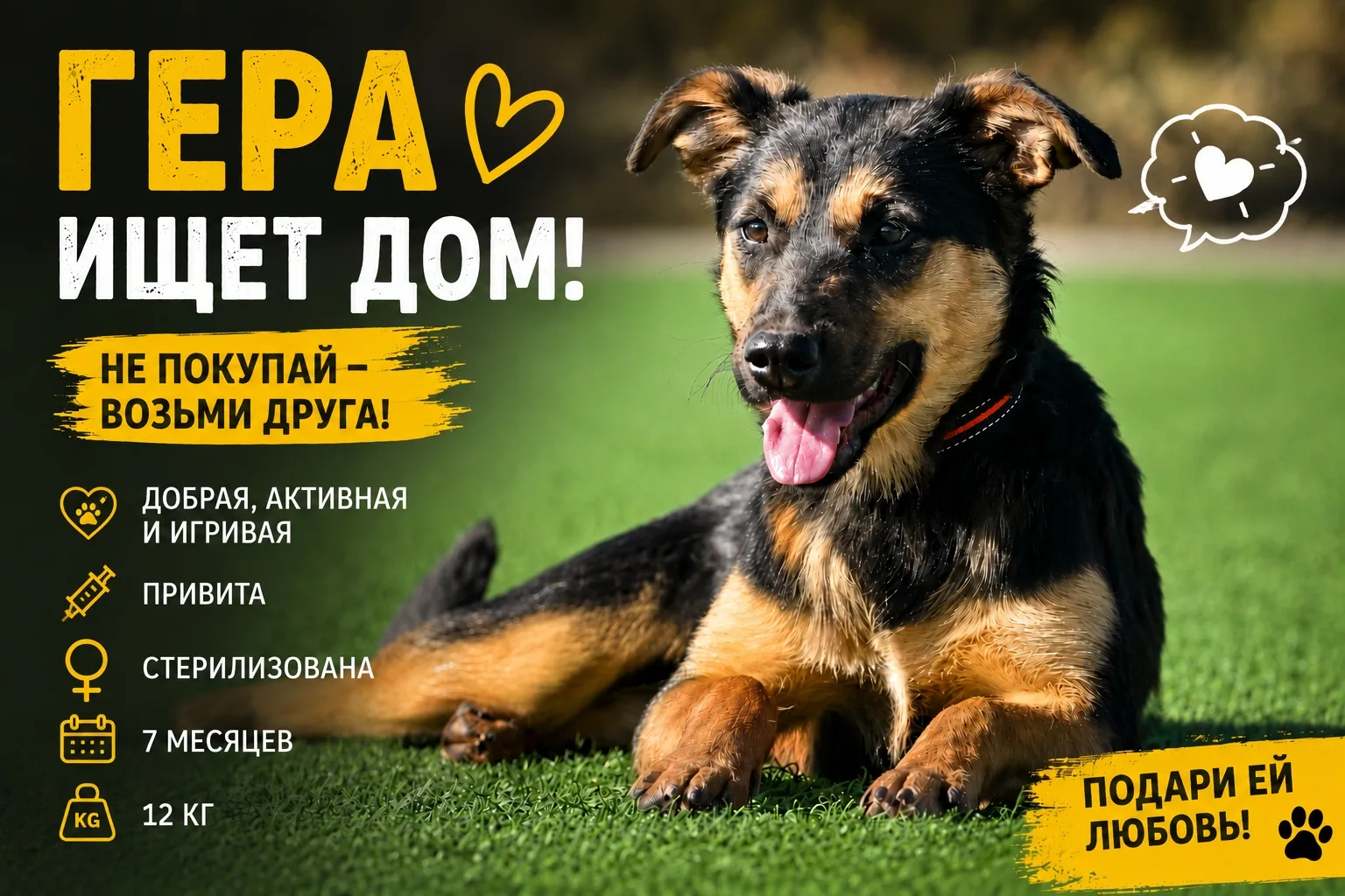 Найдена собака в Тамбове — фото питомца