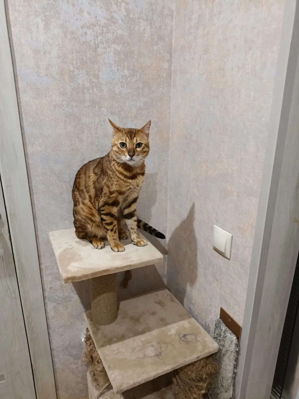 Пропала кошка в Туле — фото питомца
