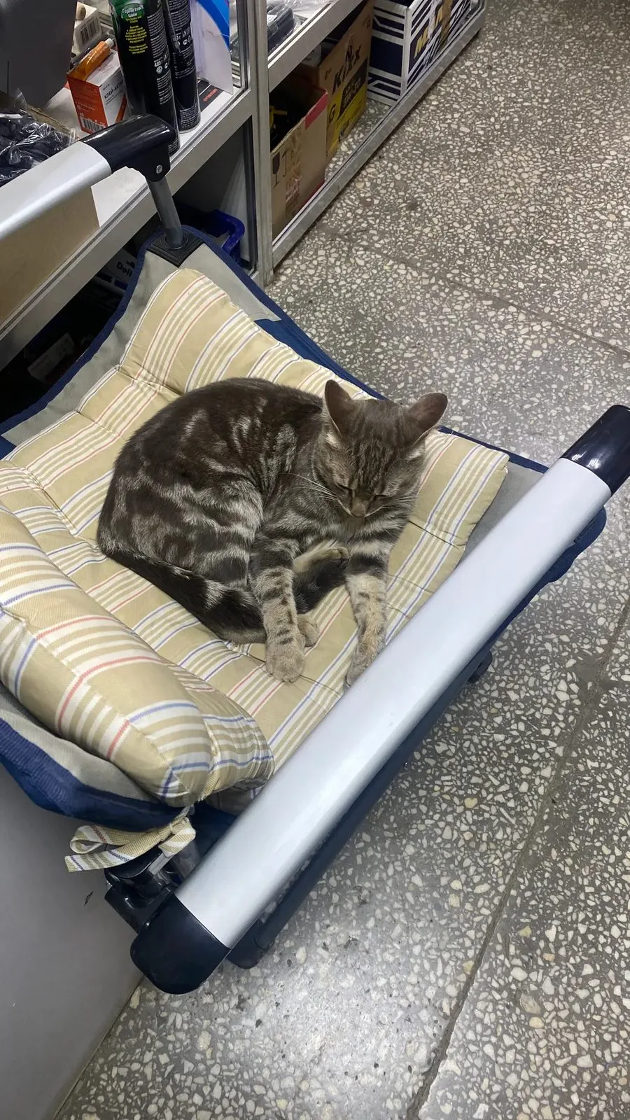 Найдена кошка в Кургане — фото питомца