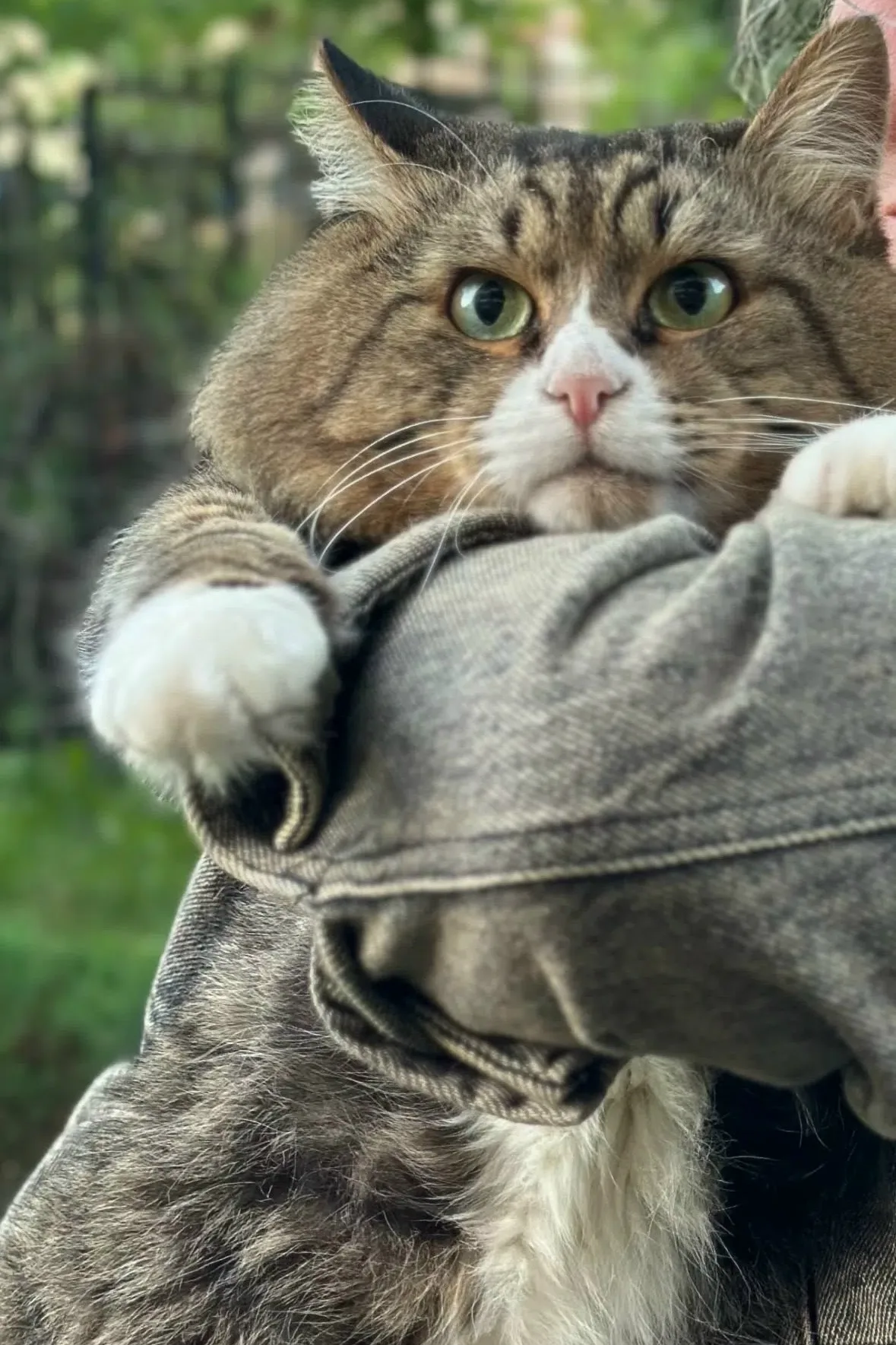 Найдена кошка в Калининграде — фото питомца