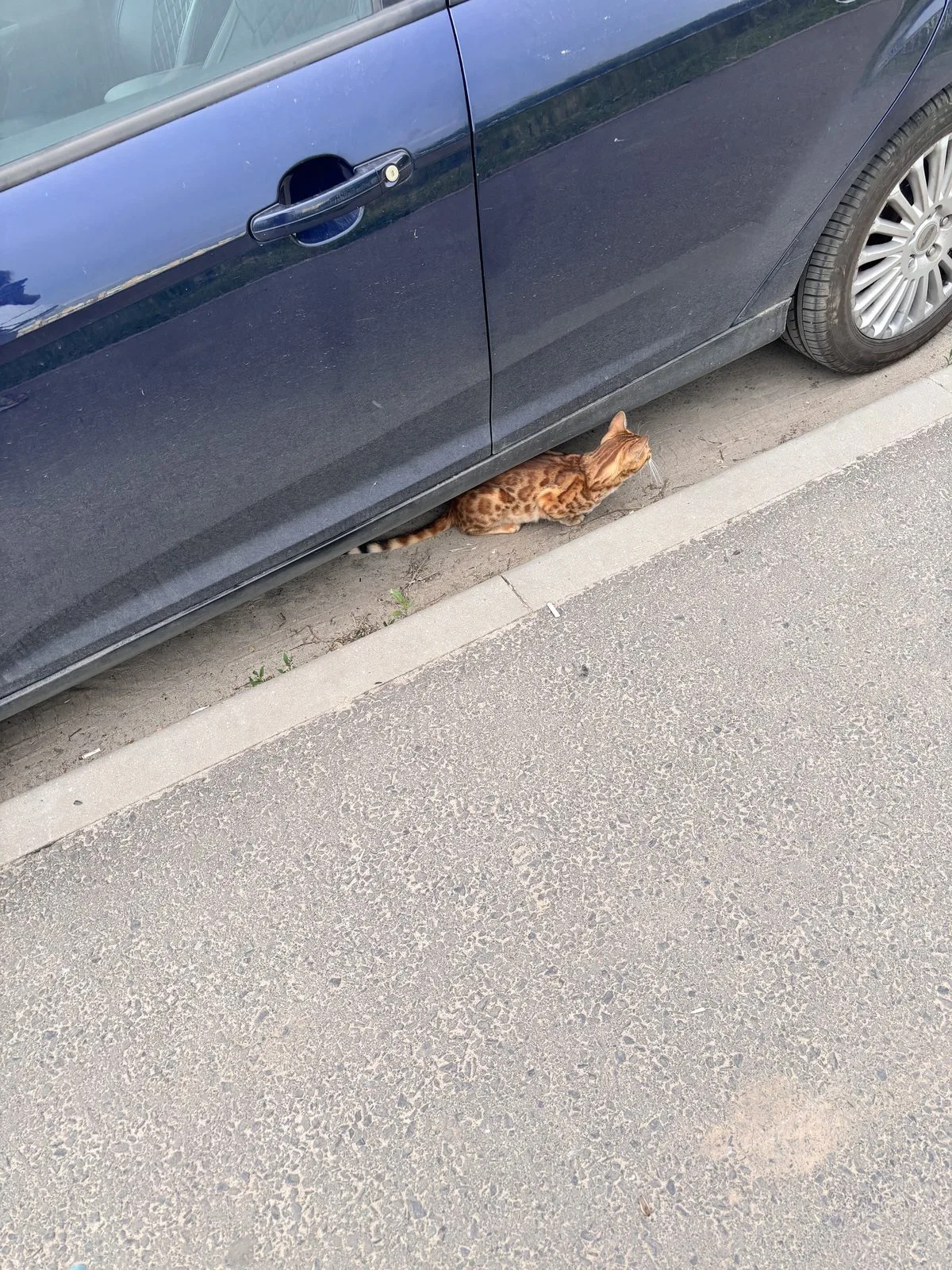Найдена кошка в Курске — фото питомца