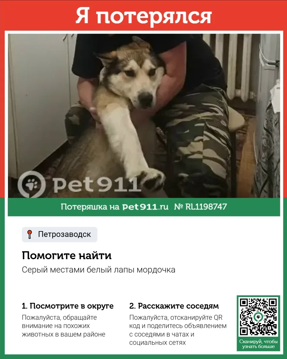 Найдена собака в Петрозаводске — фото питомца