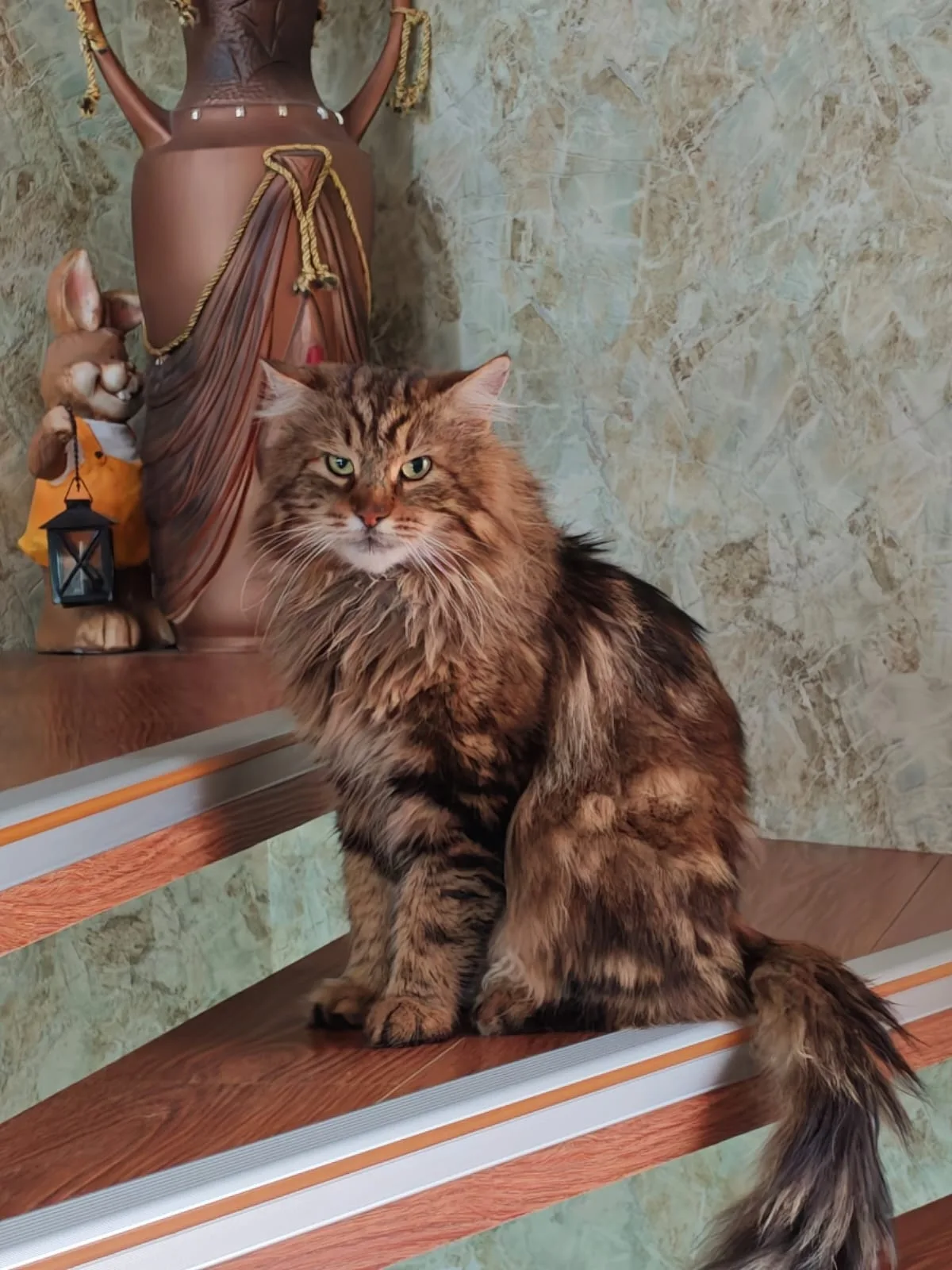 Найдена кошка в Таганроге — фото питомца