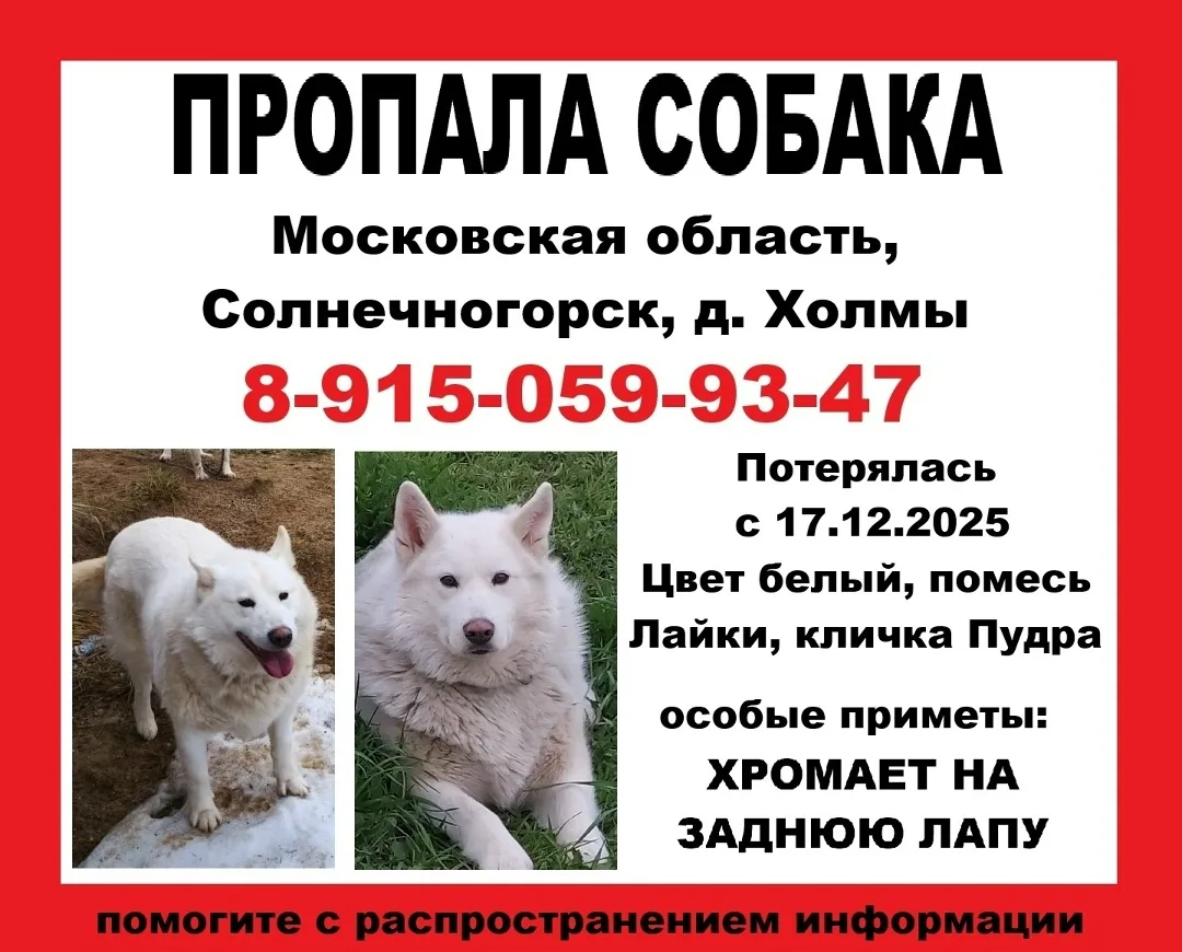 Пропала собака в Зеленограде — фото питомца