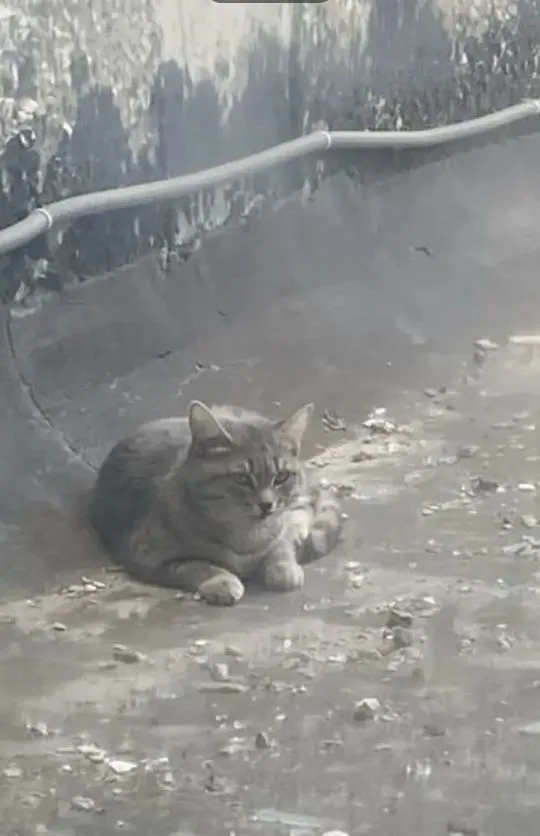 Найдена кошка в Сургуте — фото питомца