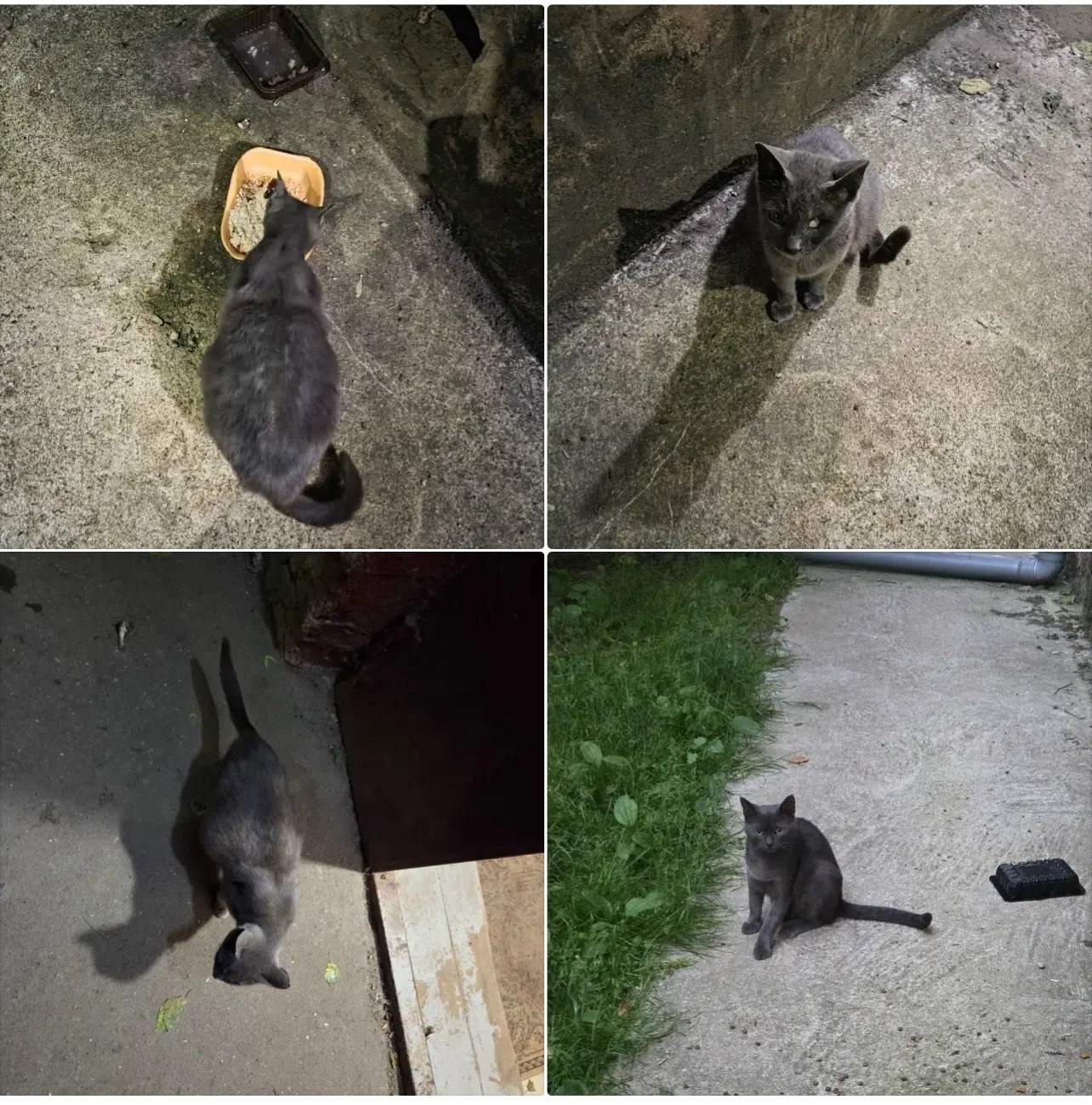 Найдена кошка в Красногорске — фото питомца