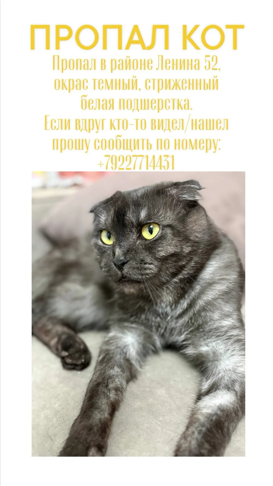 Пропала кошка в Сургуте — фото питомца