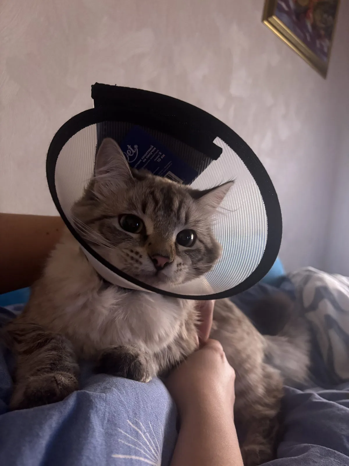 Пропала кошка в Омске — фото питомца