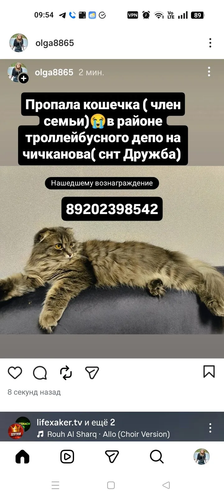 Пропала кошка в Тамбове — фото питомца