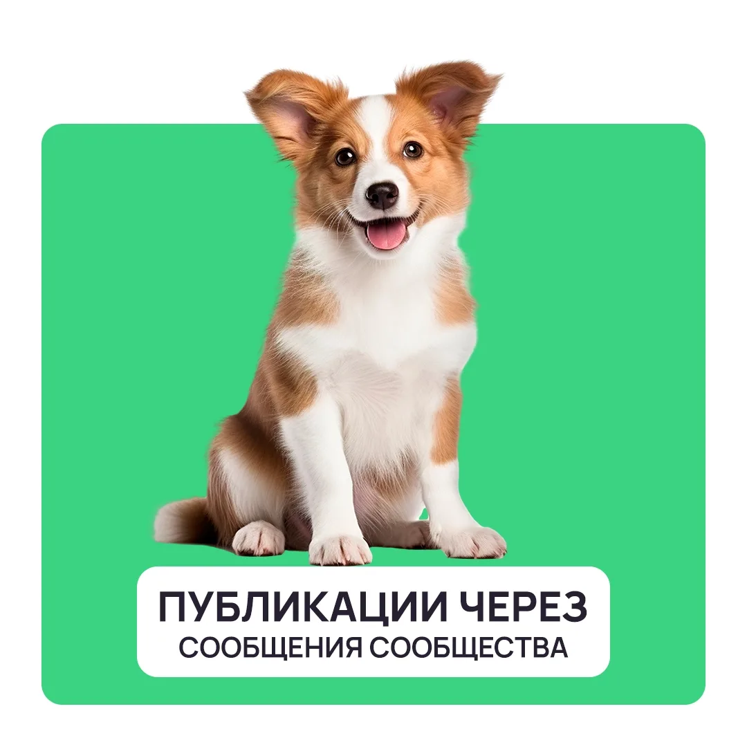 Найдена собака в Зеленограде — фото питомца