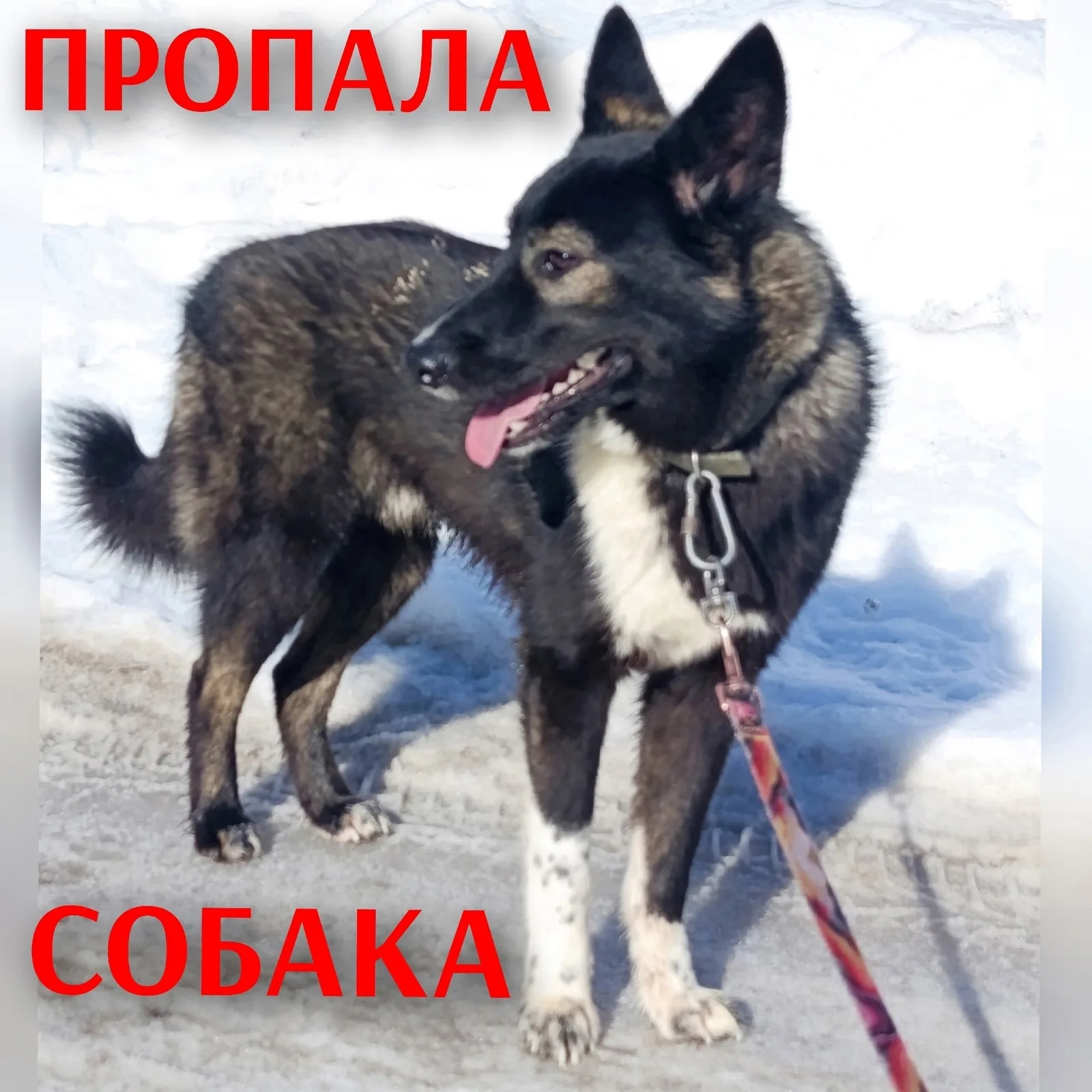 Найдена собака в Вологде — фото питомца