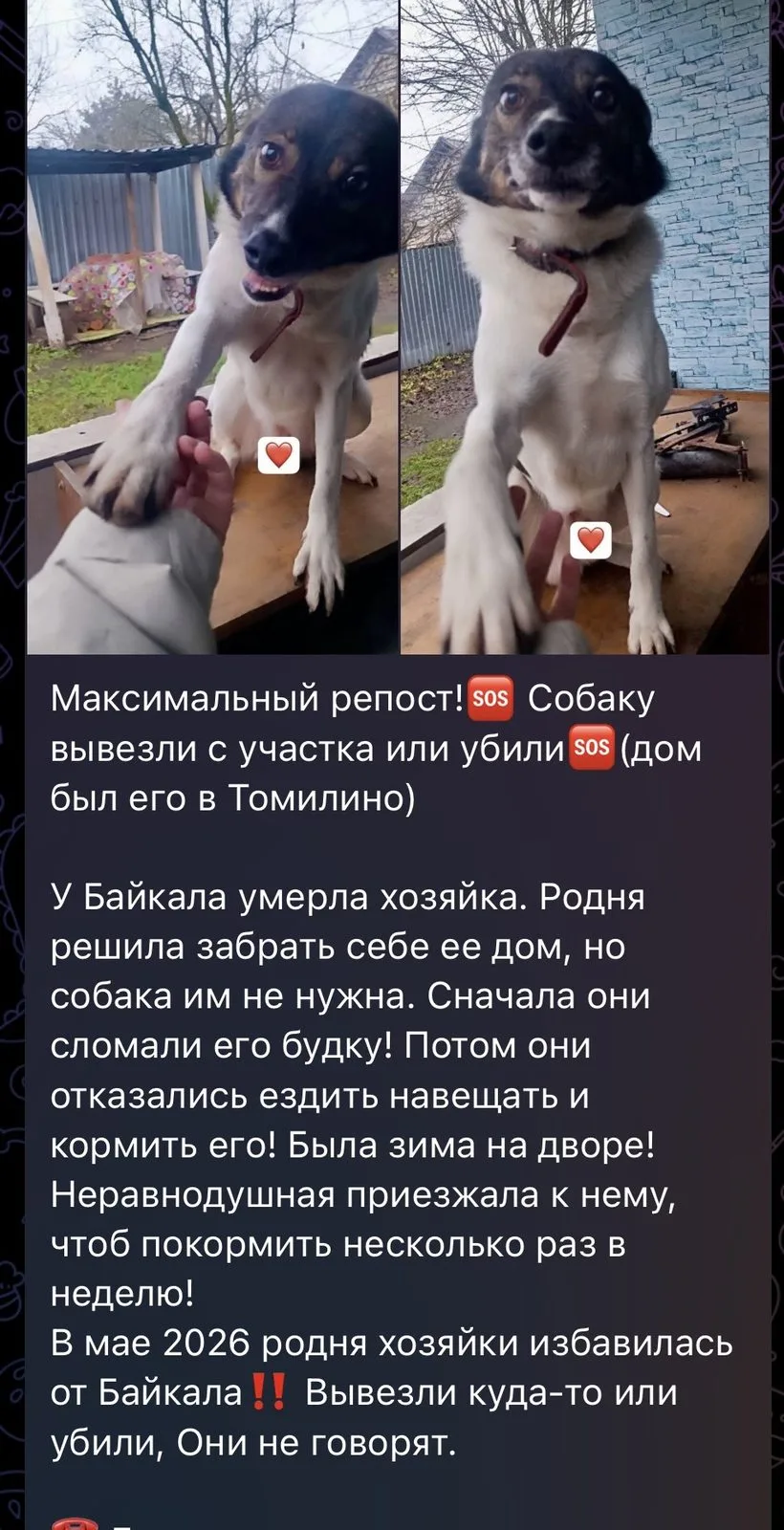 Пропала собака в Москве — фото питомца