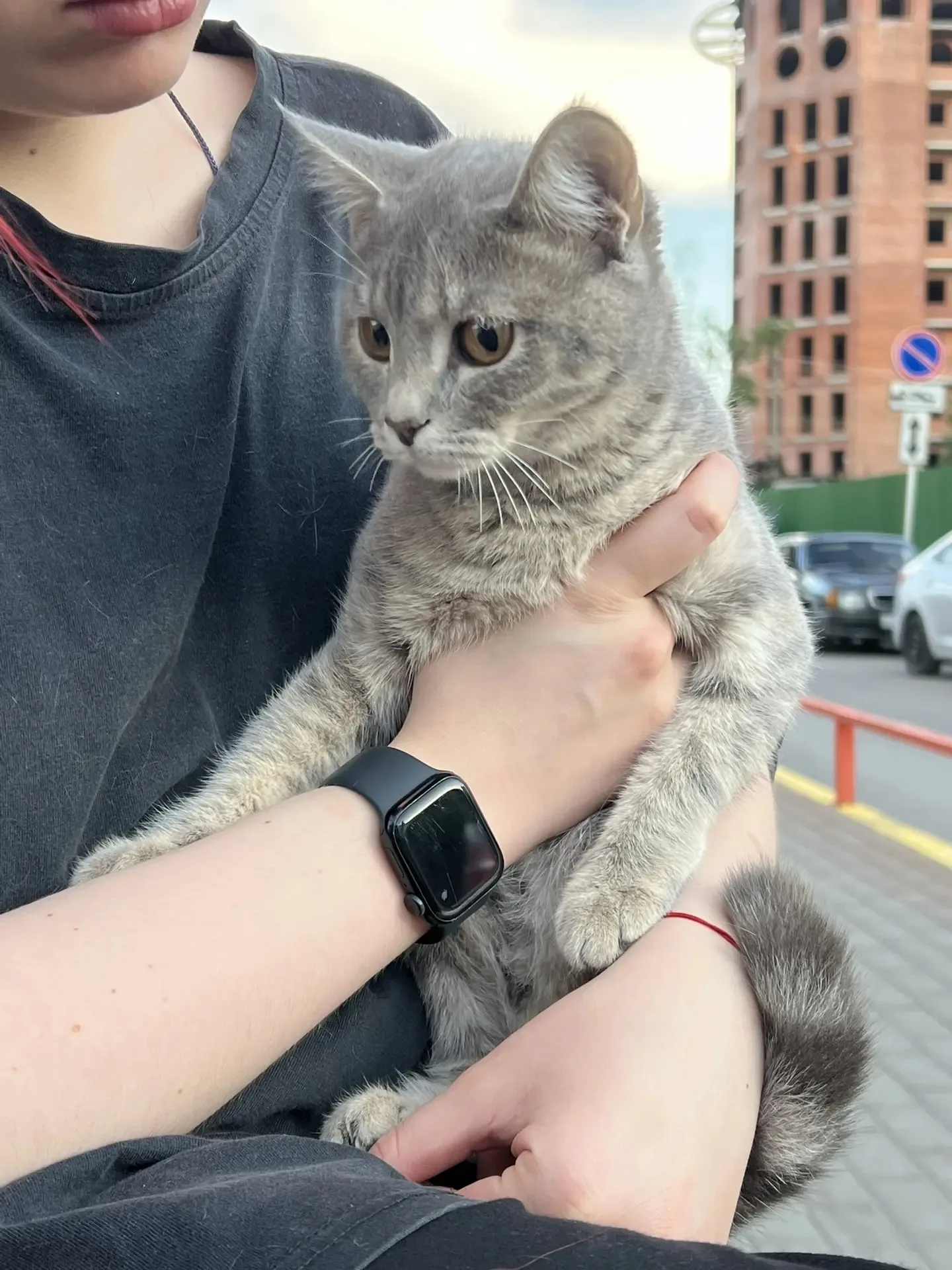 Найдена кошка в Сургуте — фото питомца