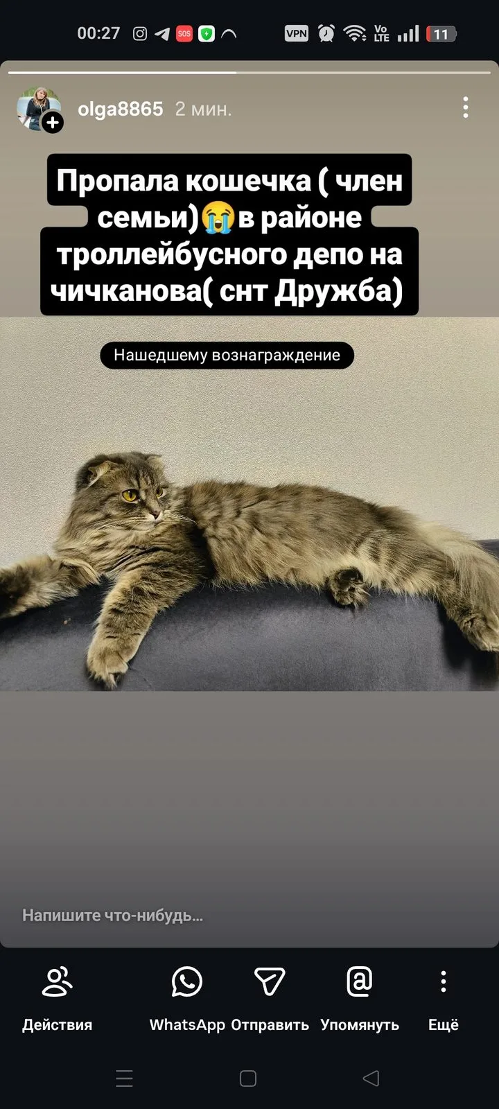 Пропала кошка в Тамбове — фото питомца