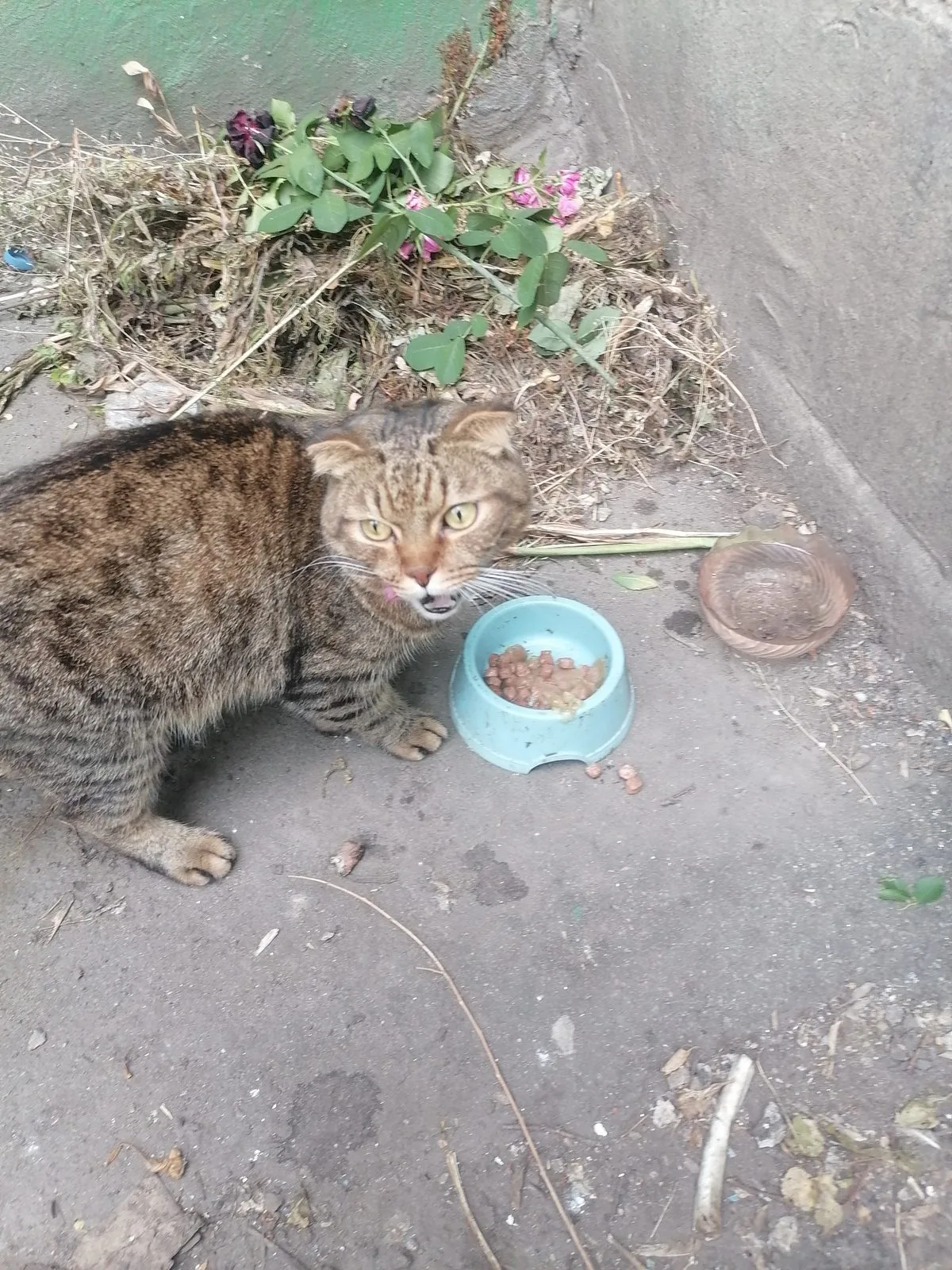 Найдена кошка в Воронеже — фото питомца
