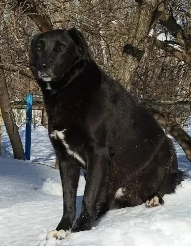 Пропала собака в Пензе — фото питомца