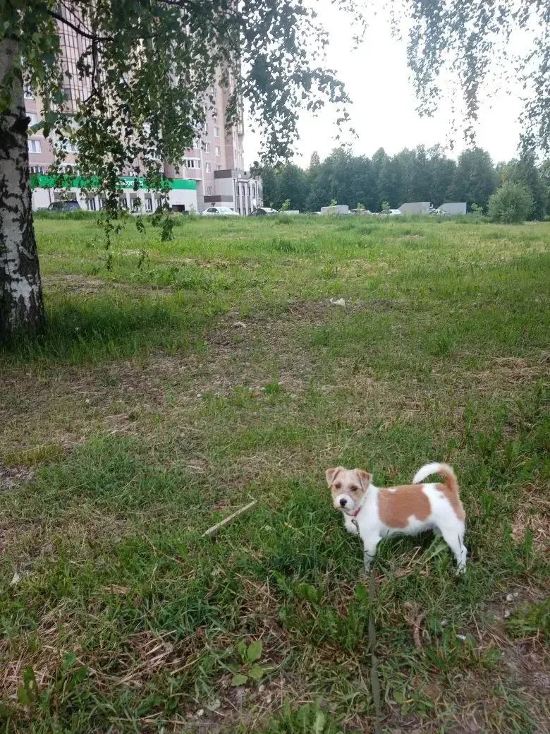 Пропала собака в Костроме — фото питомца