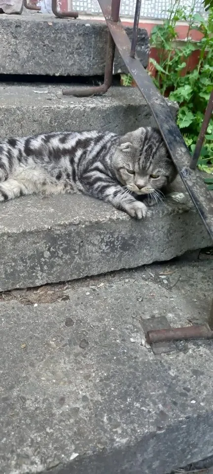 Найдена кошка в Костроме — фото питомца